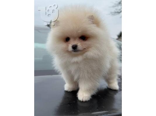 Pomeranians, όμορφα κουτάβια